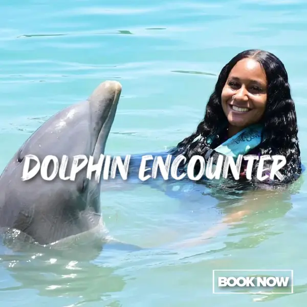Guest meeting a dolphin in clear water
